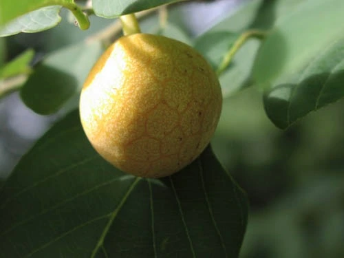 Gunghak, sur la montagne Plata